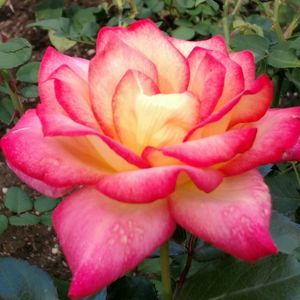 Meet your Posher, Tammy